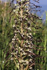 Himantoglossum hircinum ( L.) Spreng.