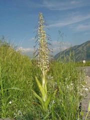 Himantoglossum hircinum ( L.) Spreng.