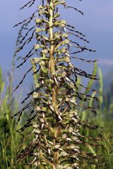 Himantoglossum hircinum ( L.) Spreng.