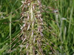 Himantoglossum hircinum ( L.) Spreng.