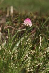 Nigritella rubra subsp. widderi (Teppner & E. Klein) H. Baumann & R. Lorenz