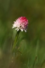 Nigritella rubra subsp. widderi (Teppner & E. Klein) H. Baumann & R. Lorenz