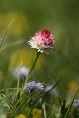 Nigritella rubra subsp. widderi (Teppner & E. Klein) H. Baumann & R. Lorenz