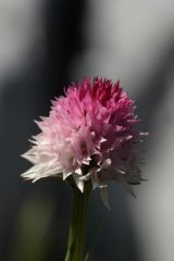 Nigritella rubra subsp. widderi (Teppner & E. Klein) H. Baumann & R. Lorenz