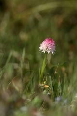 Nigritella rubra subsp. widderi (Teppner & E. Klein) H. Baumann & R. Lorenz