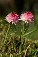 Nigritella rubra subsp. widderi (Teppner & E. Klein) H. Baumann & R. Lorenz