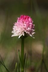 Nigritella rubra subsp. widderi (Teppner & E. Klein) H. Baumann & R. Lorenz