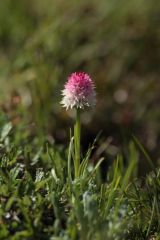 Nigritella rubra subsp. widderi (Teppner & E. Klein) H. Baumann & R. Lorenz