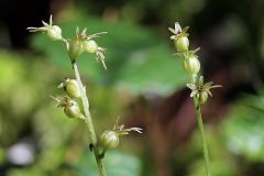 Listera cordata (L.) R.Br.