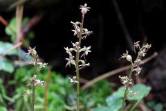 Listera cordata (L.) R.Br. in W.T. Aiton