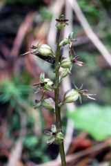 Listera cordata (L.) R.Br.