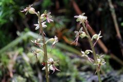 Listera cordata (L.) R.Br. in W.T. Aiton