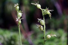 Listera cordata (L.) R.Br.