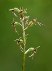 Listera cordata (L.) R.Br.