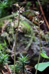 Listera cordata (L.) R.Br. in W.T. Aiton