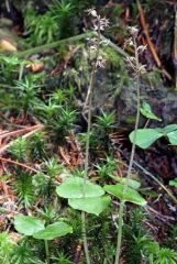 Listera cordata (L.) R.Br. in W.T. Aiton