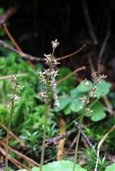 Listera cordata (L.) R.Br. in W.T. Aiton