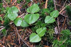 Listera cordata (L.) R.Br. in W.T. Aiton