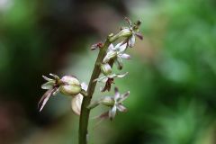 Listera cordata (L.) R.Br.