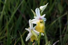 Ophrys holosericea ssp. Dinarica (R. Kranjcev & P. Delforge) Kreutz