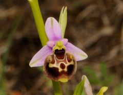 Ophrys holosericea subsp. gracilis (Büel, O. Danesch & E. Danesch) Büel, O. Danesch & E. Danesch