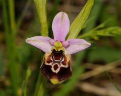 Ophrys holosericea subsp. gracilis (Büel, O. Danesch & E. Danesch) Büel, O. Danesch & E. Danesch