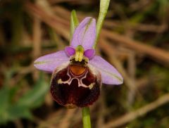 Ophrys holosericea subsp. gracilis (Büel, O. Danesch & E. Danesch) Büel, O. Danesch & E. Danesch