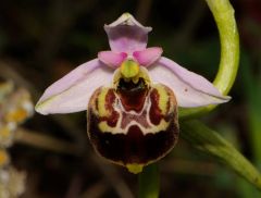 Ophrys holosericea subsp. gracilis (Büel, O. Danesch & E. Danesch) Büel, O. Danesch & E. Danesch