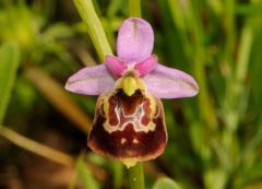 Ophrys holosericea subsp. gracilis (Büel, O. Danesch & E. Danesch) Büel, O. Danesch & E. Danesch