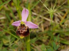 Ophrys holosericea subsp. gracilis (Büel, O. Danesch & E. Danesch) Büel, O. Danesch & E. Danesch