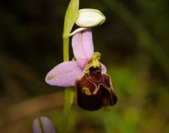 Ophrys holosericea subsp. gracilis (Büel, O. Danesch & E. Danesch) Büel, O. Danesch & E. Danesch