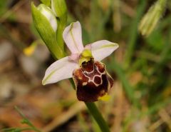 Ophrys holosericea subsp. gracilis (Büel, O. Danesch & E. Danesch) Büel, O. Danesch & E. Danesch