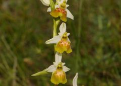 Ophrys holosericea subsp. gracilis (Büel, O. Danesch & E. Danesch) Büel, O. Danesch & E. Danesch