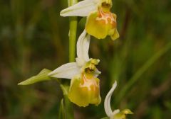 Ophrys holosericea subsp. gracilis (Büel, O. Danesch & E. Danesch) Büel, O. Danesch & E. Danesch