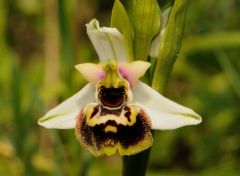 Ophrys holosericea subsp. tetraloniae (W.P. Teschner) Kreutz