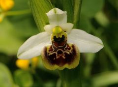 Ophrys holosericea subsp. tetraloniae (W.P. Teschner) Kreutz