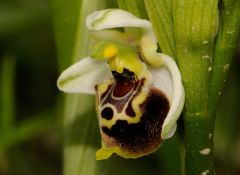 Ophrys holosericea subsp. tetraloniae (W.P. Teschner) Kreutz