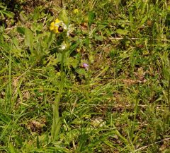 Ophrys holosericea subsp. tetraloniae (W.P. Teschner) Kreutz