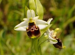 Ophrys holosericea subsp. tetraloniae (W.P. Teschner) Kreutz