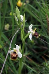 Ophrys holosericea subsp. tetraloniae (W.P. Teschner) Kreutz