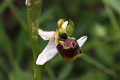 Ophrys holosericea subsp. tetraloniae (W.P. Teschner) Kreutz