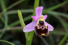 Ophrys holosericea subsp. tetraloniae (W.P. Teschner) Kreutz