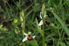 Ophrys holosericea subsp. tetraloniae (W.P. Teschner) Kreutz