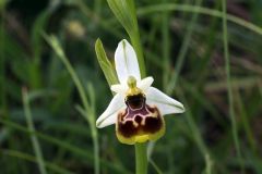 Ophrys holosericea subsp. tetraloniae (W.P. Teschner) Kreutz