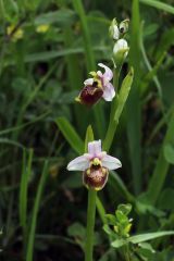 Ophrys holosericea subsp. tetraloniae (W.P. Teschner) Kreutz