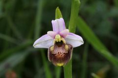 Ophrys holosericea subsp. tetraloniae (W.P. Teschner) Kreutz