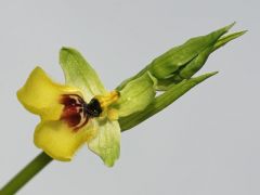 Ophrys lacaitae Lojac.