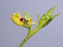 Ophrys lacaitae Lojac.