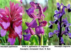 Anacamptis x bornemannii (Asch.) B. Bock