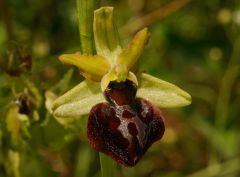 Ophrys passionis subsp. majellensis (H. & H. Daiss) Romolini & Soca